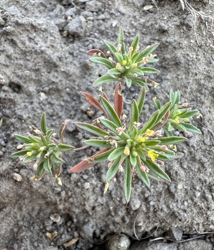 Blackfoot River Suncup (Neoholmgrenia andina)