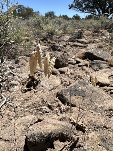 Bromus briziformis, photograph 6