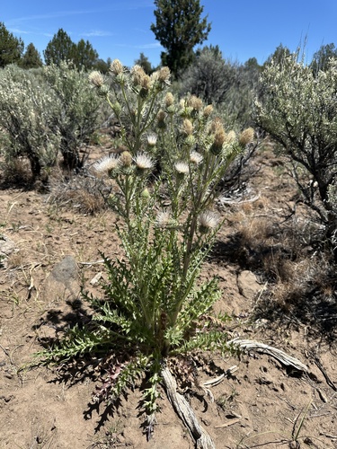 peregrine thistle (Cirsium cymosum)