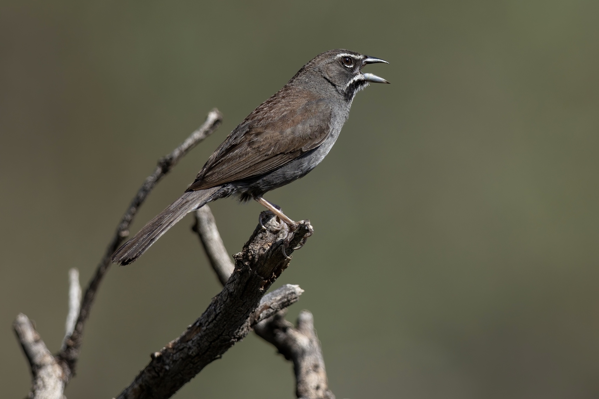 Five-striped Sparrow (Amphispizopsis quinquestriata), photo 6