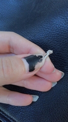Passeriformes