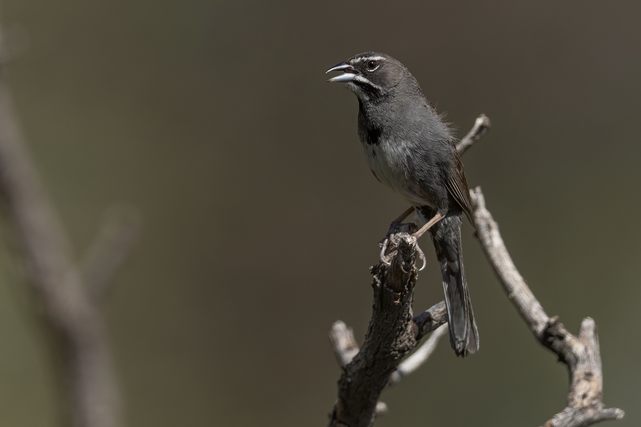 Five-striped Sparrow (Amphispizopsis quinquestriata), photo 7