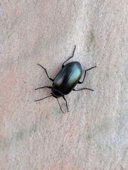 Chalcopteroides cyanopterus