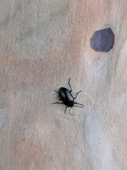 Chalcopteroides cyanopterus