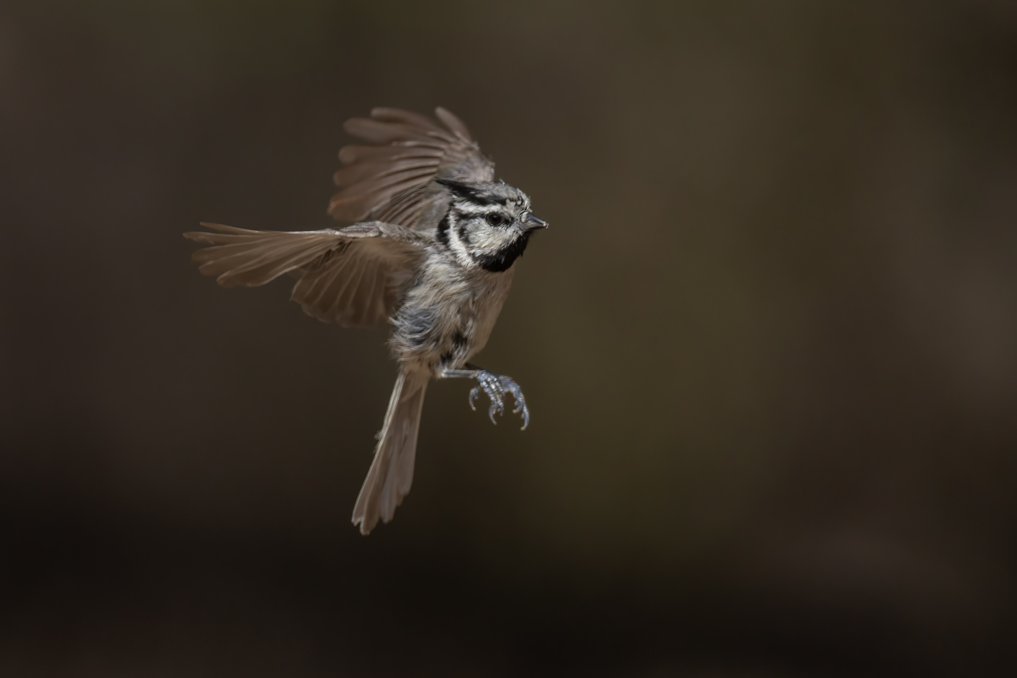 Bridled Titmouse (Baeolophus wollweberi)