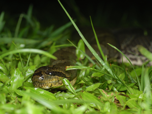 Puff-faced Water Snake