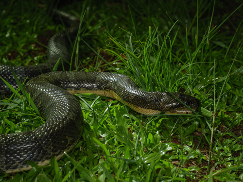 Puff-faced Water Snake