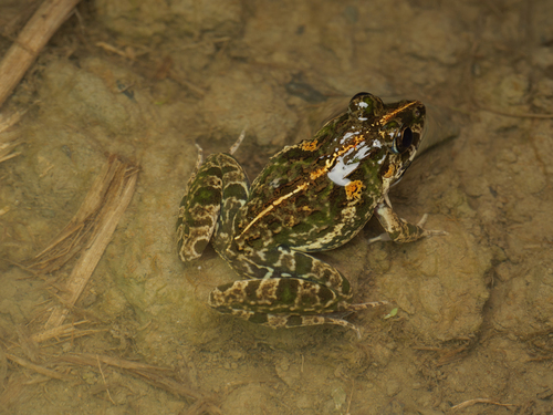 Fejervarya limnocharis