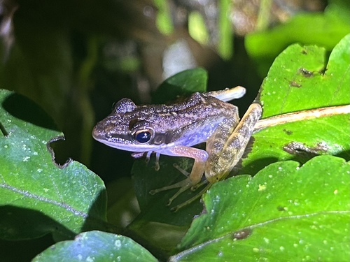 Amnirana nicobariensis