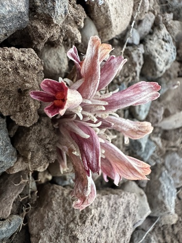 Flat-top Broomrape (Aphyllon corymbosum)