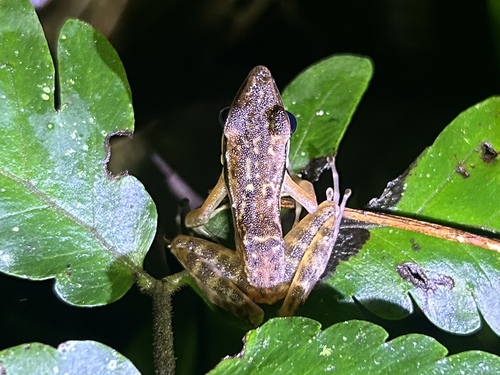 Bijurana nicobariensis