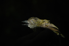 Pogoniulus scolopaceus