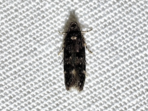 White-spotted Chionodes Moth photo 5