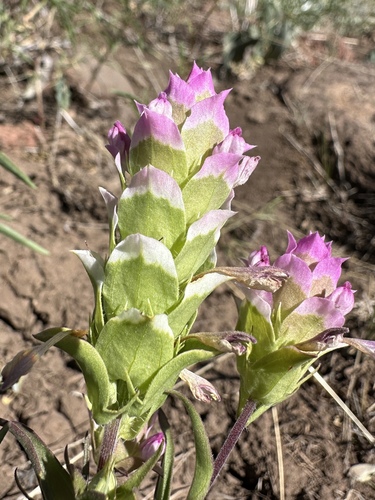 Toothed Owl's Clover (Orthocarpus cuspidatus)