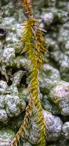 Homomallium adnatum observed 2025-12-06