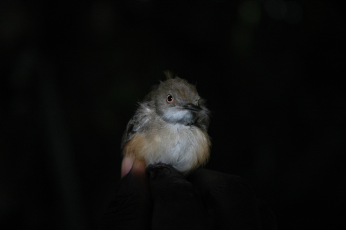 (c) Mark Hulme, some rights reserved (CC BY-NC), uploaded by Mark Hulme iNaturalist image