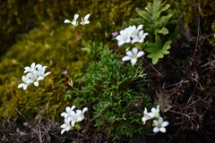 Saxifraga fragilis, photograph (c) Flavien Saboureau, some rights reserved (CC BY)