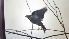 Emberiza chrysophrys