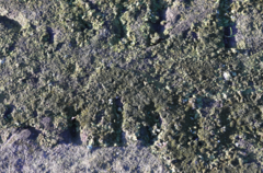 Melanelixia glabratula