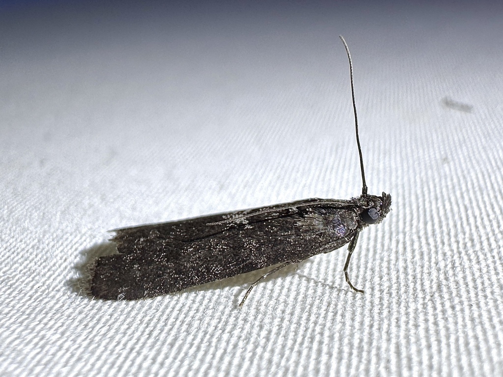 Speckled Black Pyla Moth