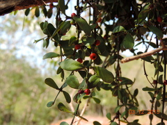 Cladocolea inconspicua