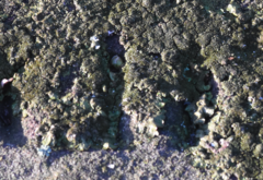 Melanelixia glabratula