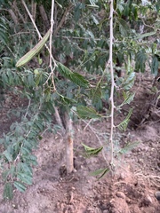 Calliandra magdalenae