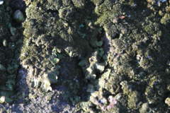 Melanelixia glabratula