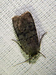 Euxoa comosa