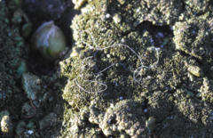 Melanelixia glabratula