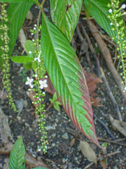 Gonzalagunia hirsuta