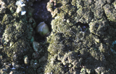 Melanelixia glabratula