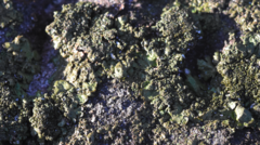 Melanelixia glabratula