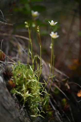 Rough Saxifrage (Saxifraga aspera)