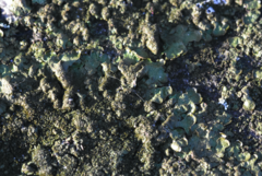 Melanelixia glabratula