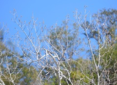 Populus brandegeei