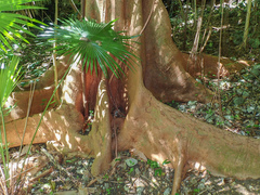 Ficus citrifolia