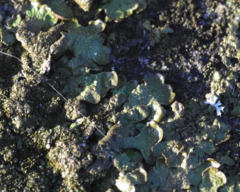 Melanelixia glabratula