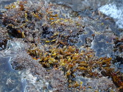 Cystoseira compressa