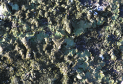 Melanelixia glabratula