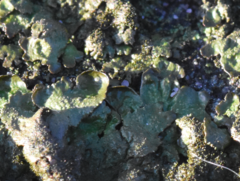 Melanelixia glabratula