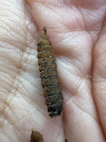 Unknown species found near County Road 464, Jonesboro, AR, US
