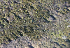 Melanelixia glabratula