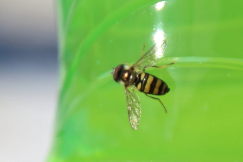 Unknown species found near Illinois Beach SP, Lake County, IL, USA