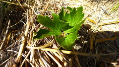 Ranunculus verticillatus