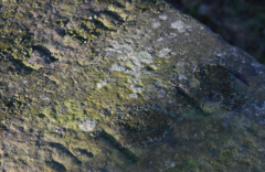 Melanelixia glabratula