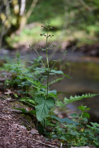 Italian Figwort (Scrophularia alpestris)