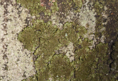 Melanelixia glabratula