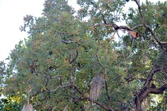 Quercus tuberculata