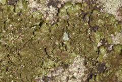 Melanelixia glabratula